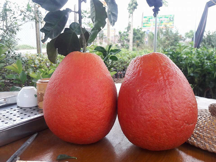 Top sản phẩm OCOP Thanh Hóa 5 sao và 4 sao đáng tham khảo